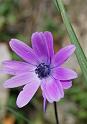 anemone fior di stella